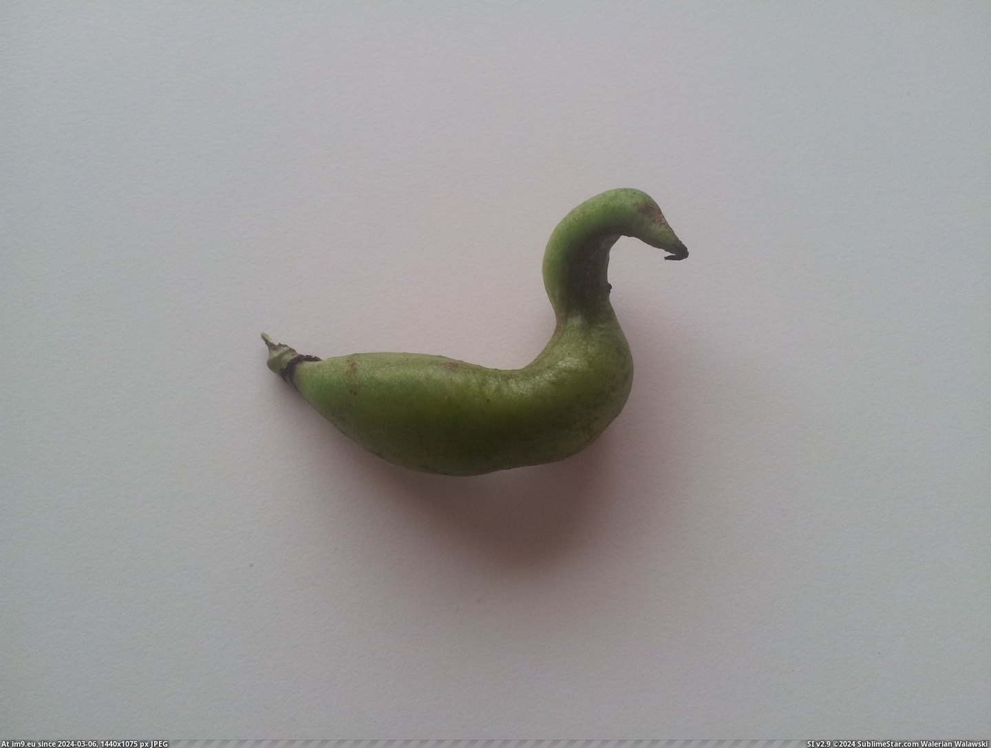 #Duck  #Bean [Mildlyinteresting] This bean looks like a duck Pic. (Image of album My r/MILDLYINTERESTING favs))