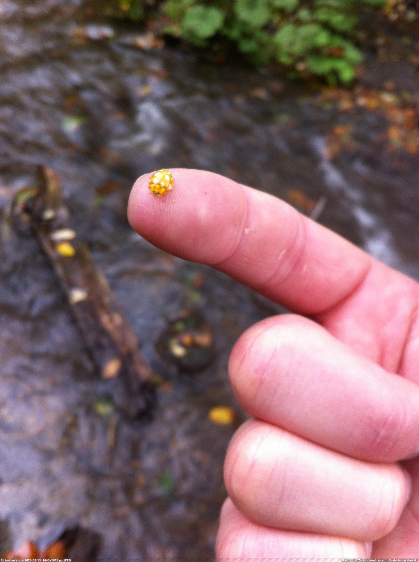 [Mildlyinteresting] This golden ladybug. (in My r/MILDLYINTERESTING favs)