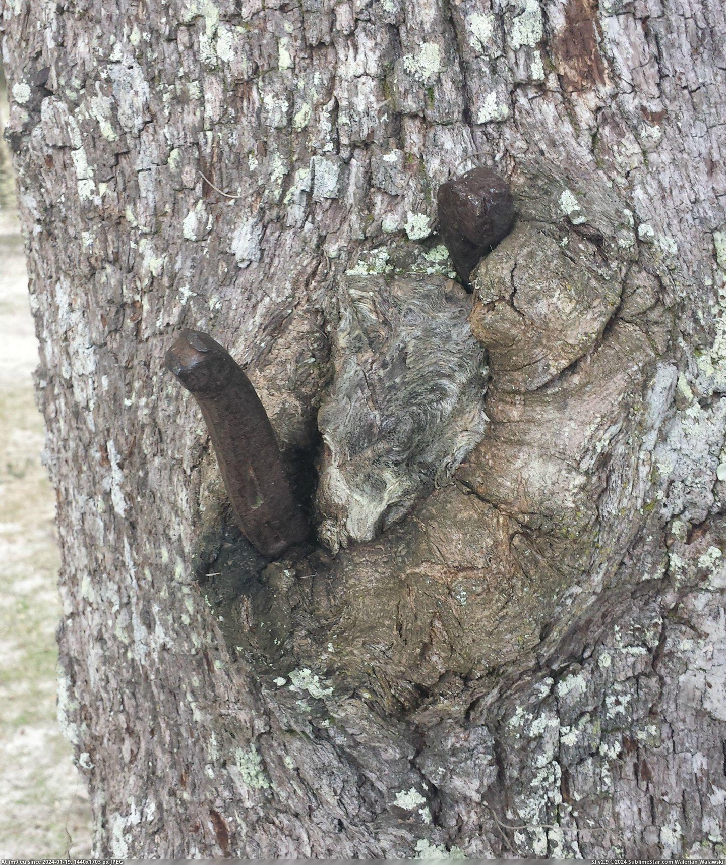 #Was #Horseshoe #Absorbed #Tree [Mildlyinteresting] This horseshoe was absorbed into this tree Pic. (Obraz z album My r/MILDLYINTERESTING favs))