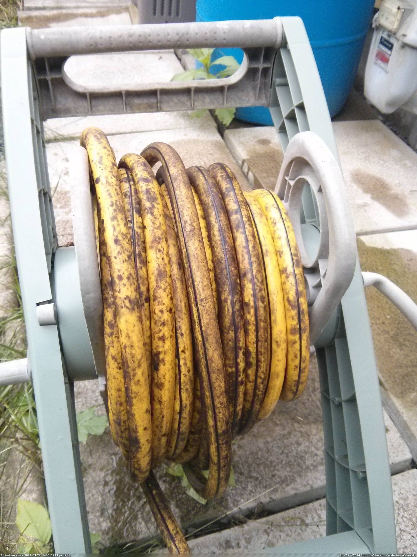 #Hose #Overripe #Banana [Mildlyinteresting] This hose looks like an overripe banana Pic. (Image of album My r/MILDLYINTERESTING favs))
