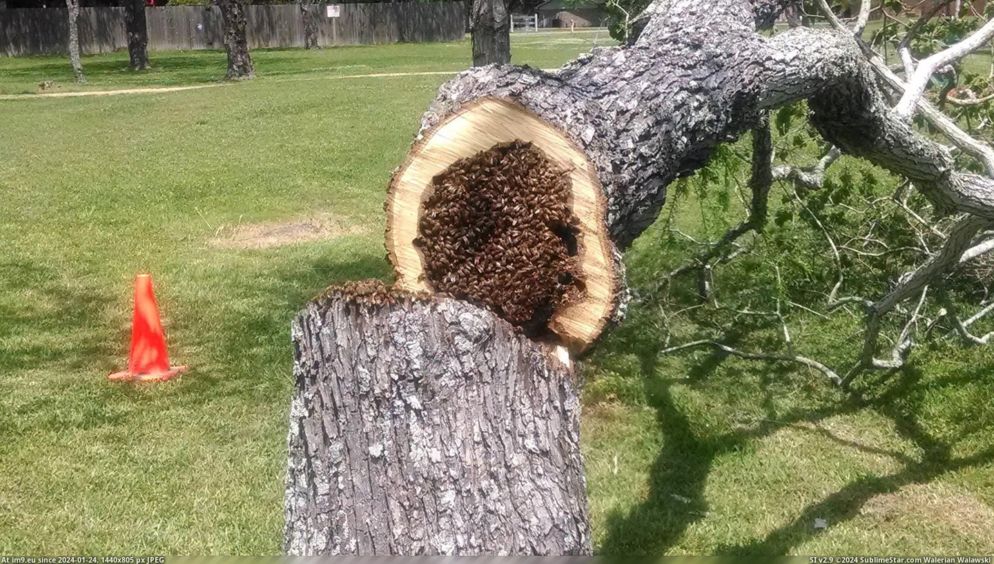 #Tree #Bee #Hive #Rotten #Hollow [Mildlyinteresting] This is what a bee hive looks like inside a hollow-rotten tree. 2 Pic. (Image of album My r/MILDLYINTERESTING favs))