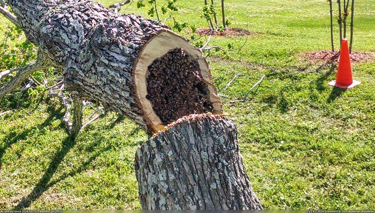 #Tree #Bee #Hive #Rotten #Hollow [Mildlyinteresting] This is what a bee hive looks like inside a hollow-rotten tree. 6 Pic. (Image of album My r/MILDLYINTERESTING favs))