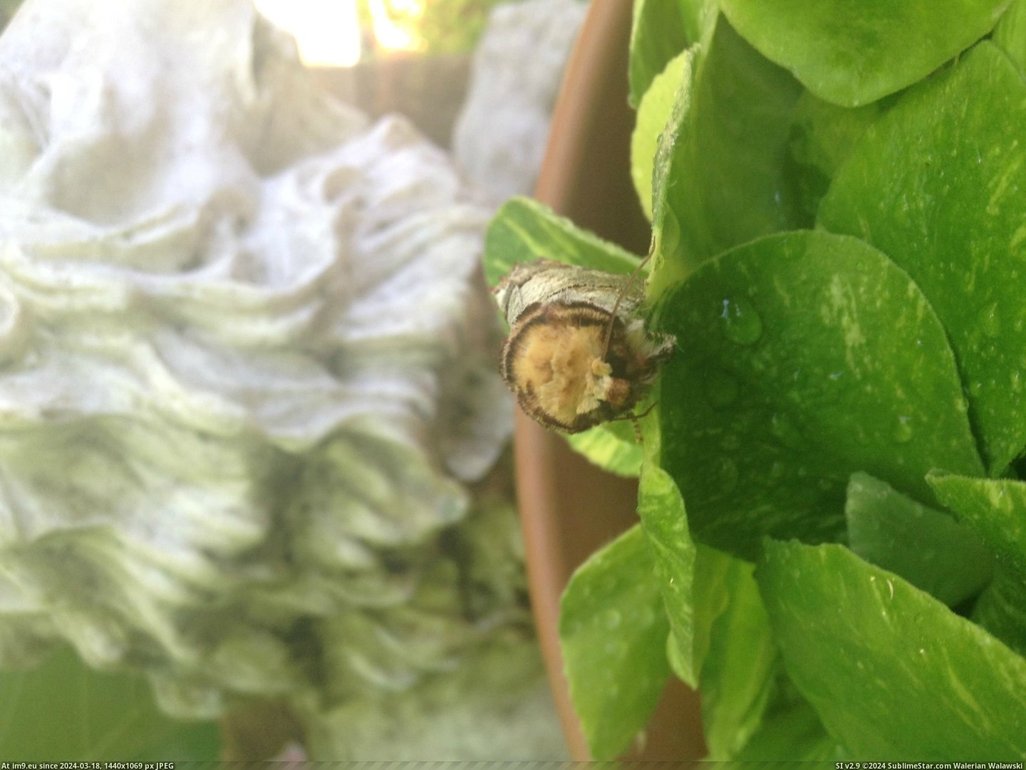 #Garden #Piece #Birch #Evolved #Resemble #Wood #Moth [Mildlyinteresting] This moth I found in my garden has evolved to resemble a piece of birch wood 5 Pic. (Image of album My r/MILDLYINTERESTING favs))