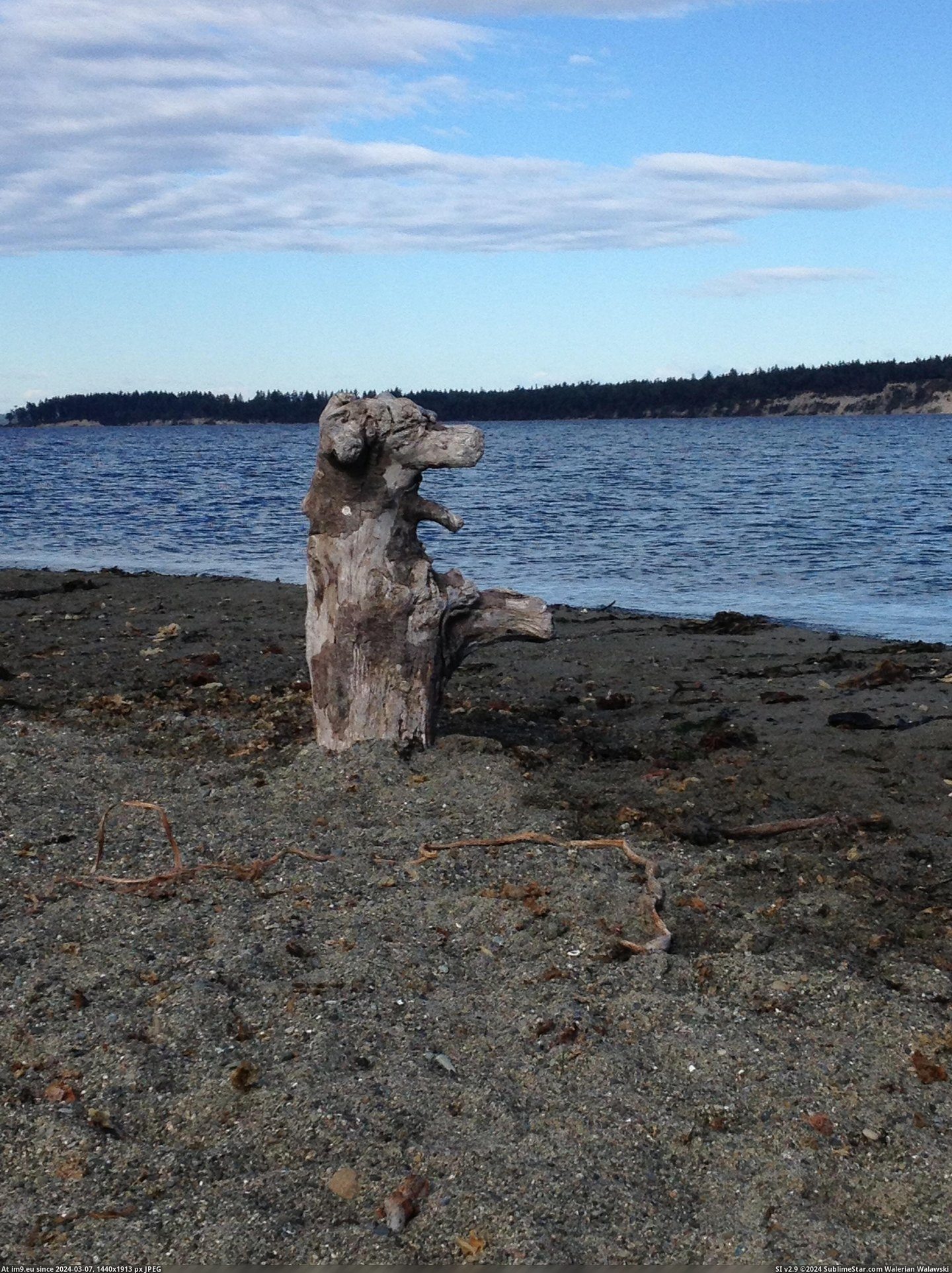 #Dog #Driftwood #Piece [Mildlyinteresting] This piece of driftwood looks like a dog Pic. (Obraz z album My r/MILDLYINTERESTING favs))