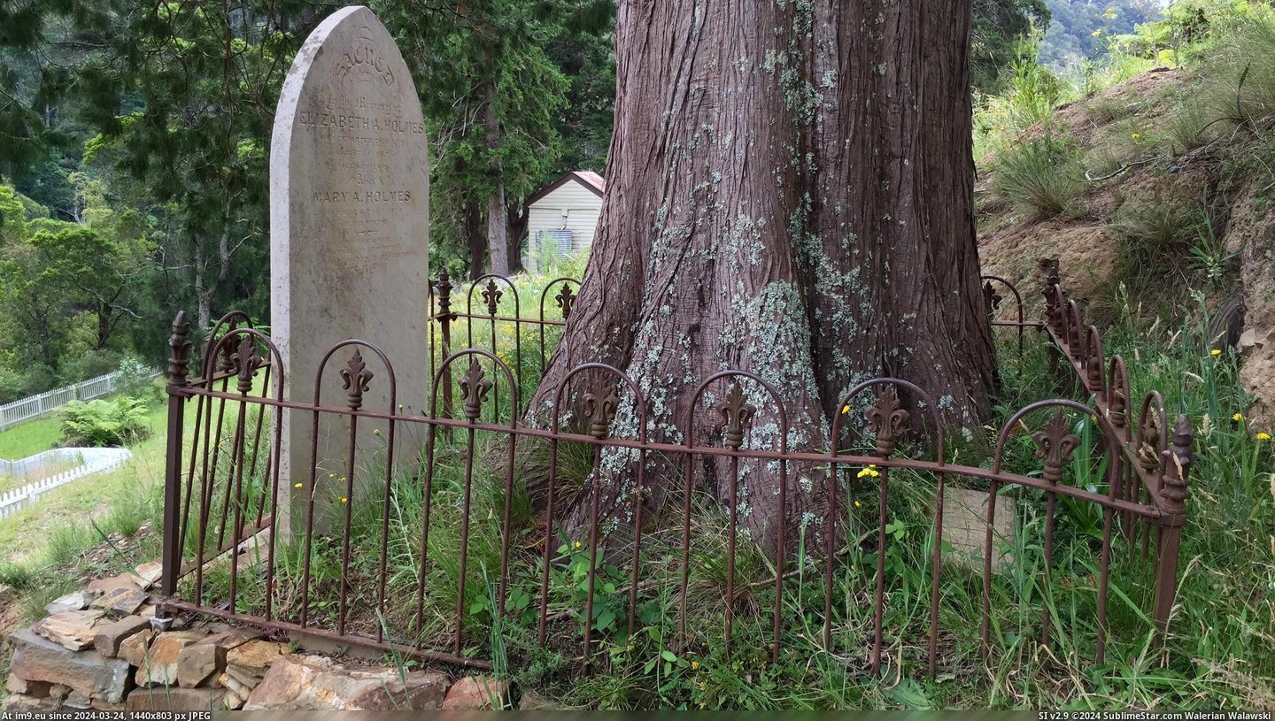 #Grew #Grave #Planted #Funeral [Mildlyinteresting] This seedling planted on this grave at a funeral in 1876 grew quite significantly. Pic. (Image of album My r/MILDLYINTERESTING favs))