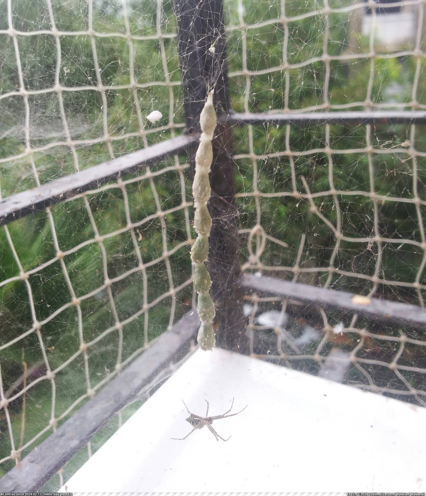 #Window #Shit #Spider #Building #Weird [Mildlyinteresting] This spider is building some weird shit on my window Pic. (Obraz z album My r/MILDLYINTERESTING favs))