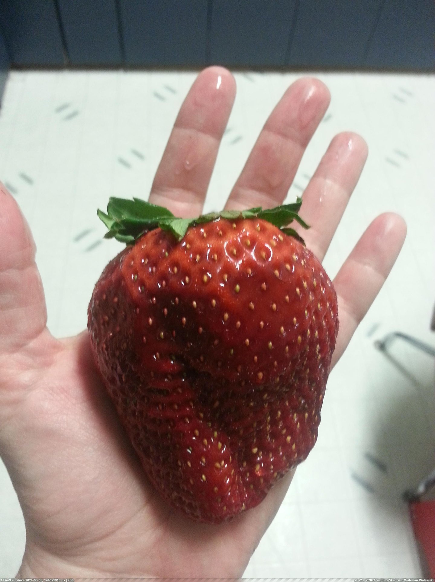 #Big #Palm #Strawberry #Hand [Mildlyinteresting] This strawberry was as big as the palm of my hand. Pic. (Изображение из альбом My r/MILDLYINTERESTING favs))