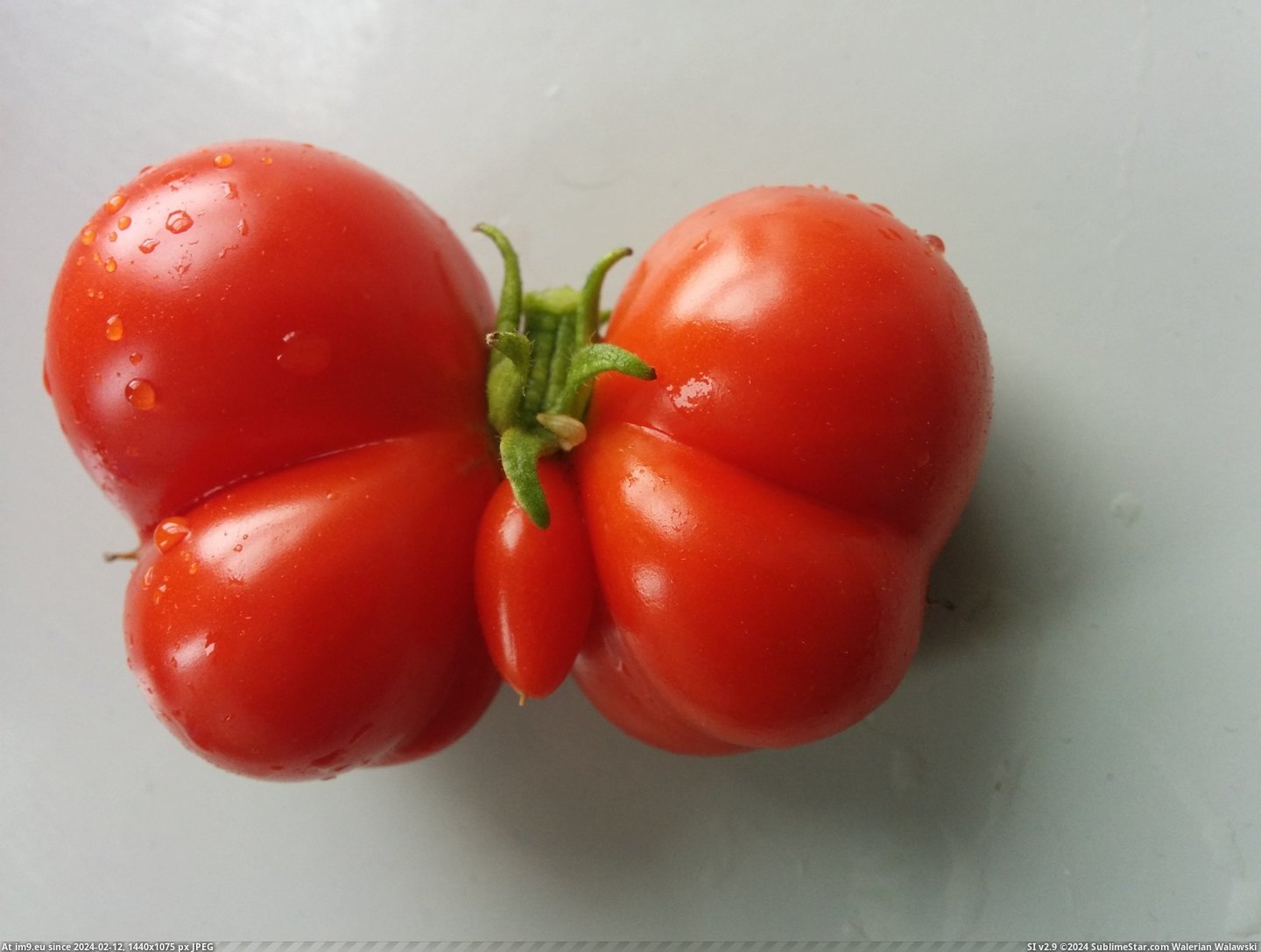 #Garden #Shaped #Tomato #Butterfly #Grew [Mildlyinteresting] This tomato that grew in our garden is shaped like a butterfly Pic. (Image of album My r/MILDLYINTERESTING favs))