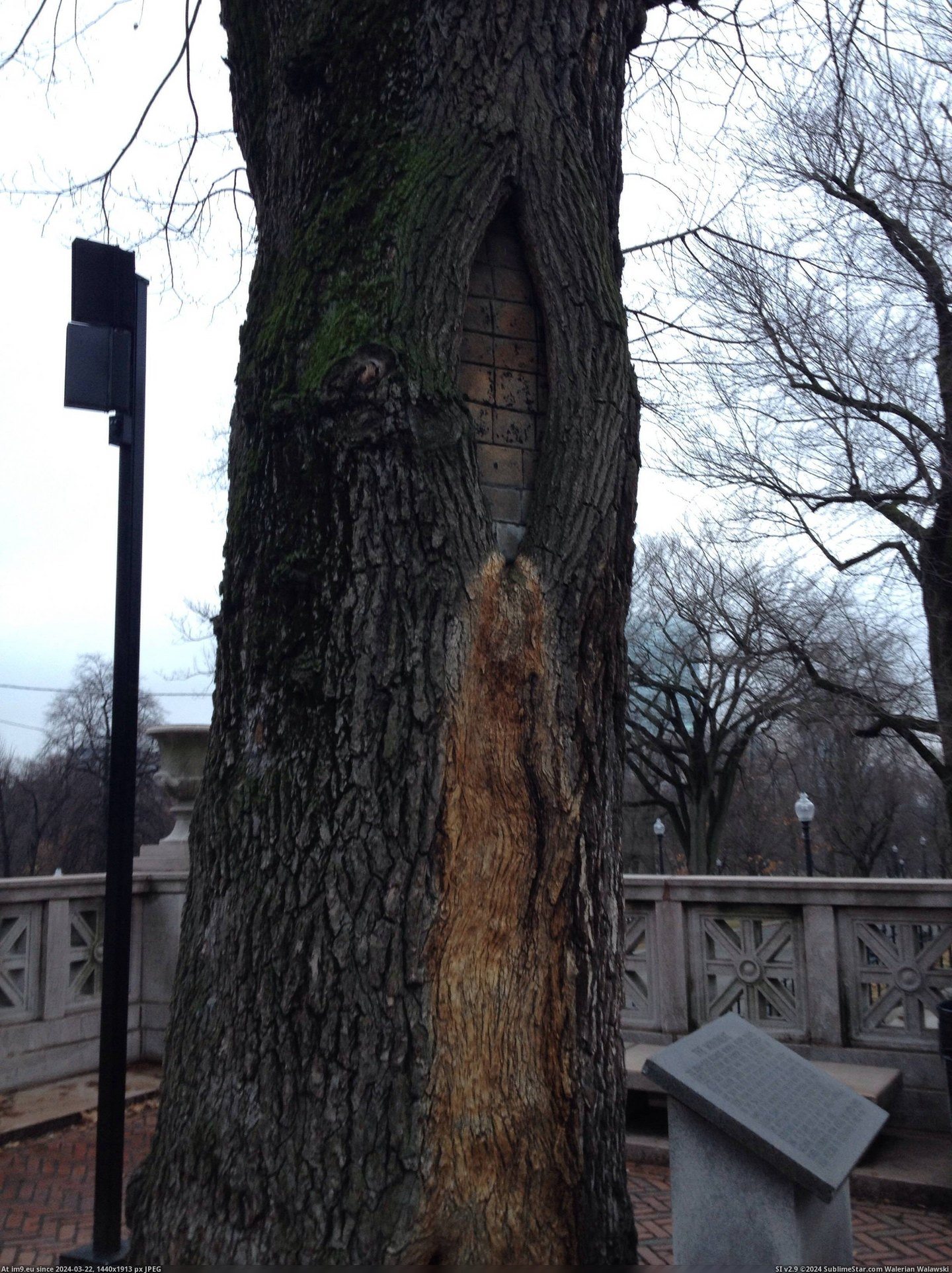 #Tree  #Bricks [Mildlyinteresting] This tree has bricks in it Pic. (Obraz z album My r/MILDLYINTERESTING favs))