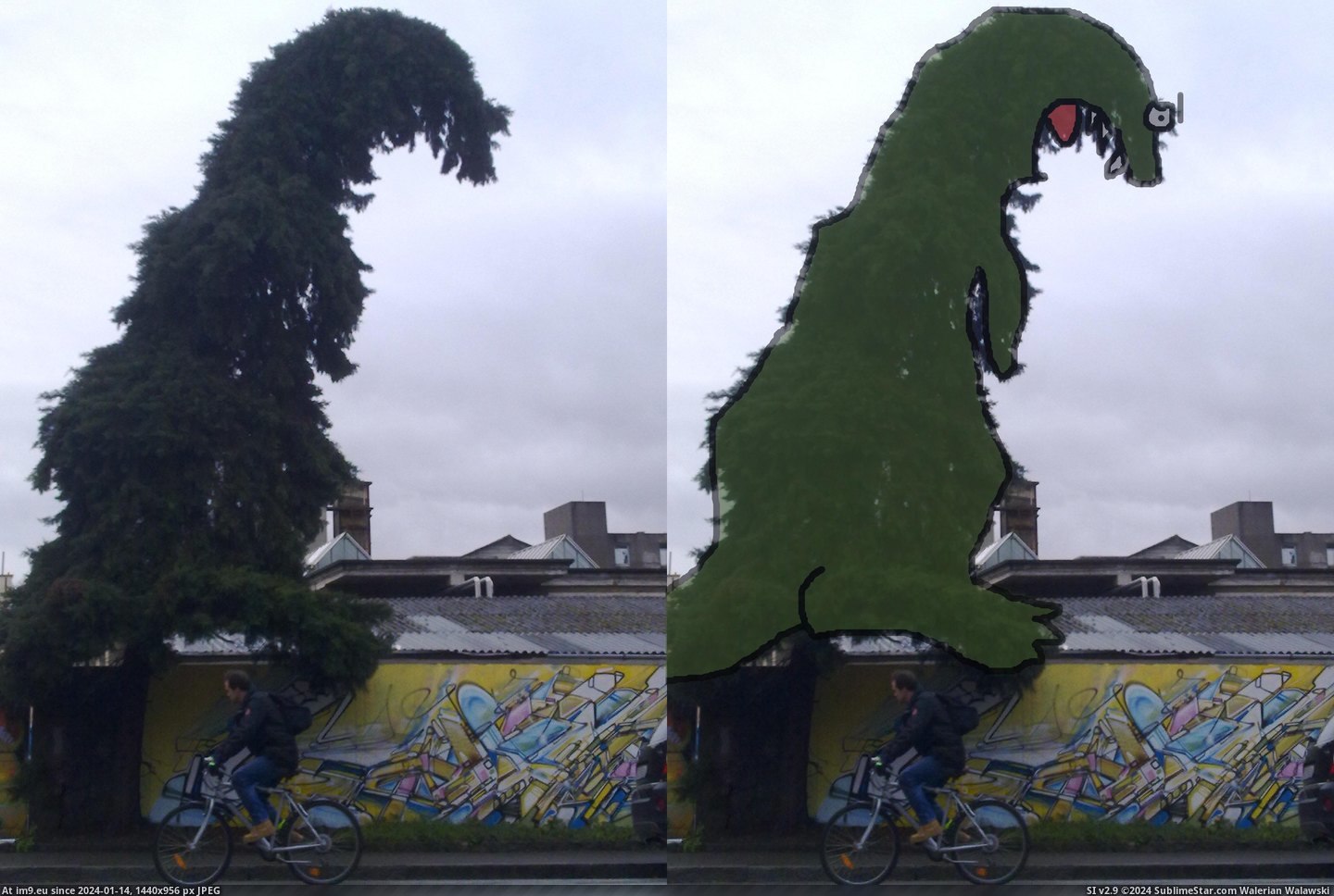 #Tree #Cyclist #Stomping #Godzilla [Mildlyinteresting] This tree looks like Godzilla stomping a cyclist Pic. (Image of album My r/MILDLYINTERESTING favs))