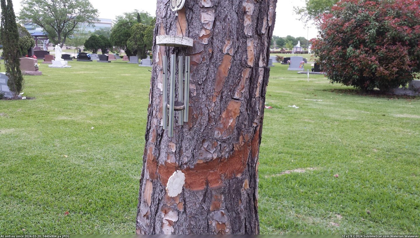 #Part #Long #Wind #Chime #Tree #Smooth [Mildlyinteresting] This wind chime has been here long enough to smooth out part of the tree. Pic. (Image of album My r/MILDLYINTERESTING favs))