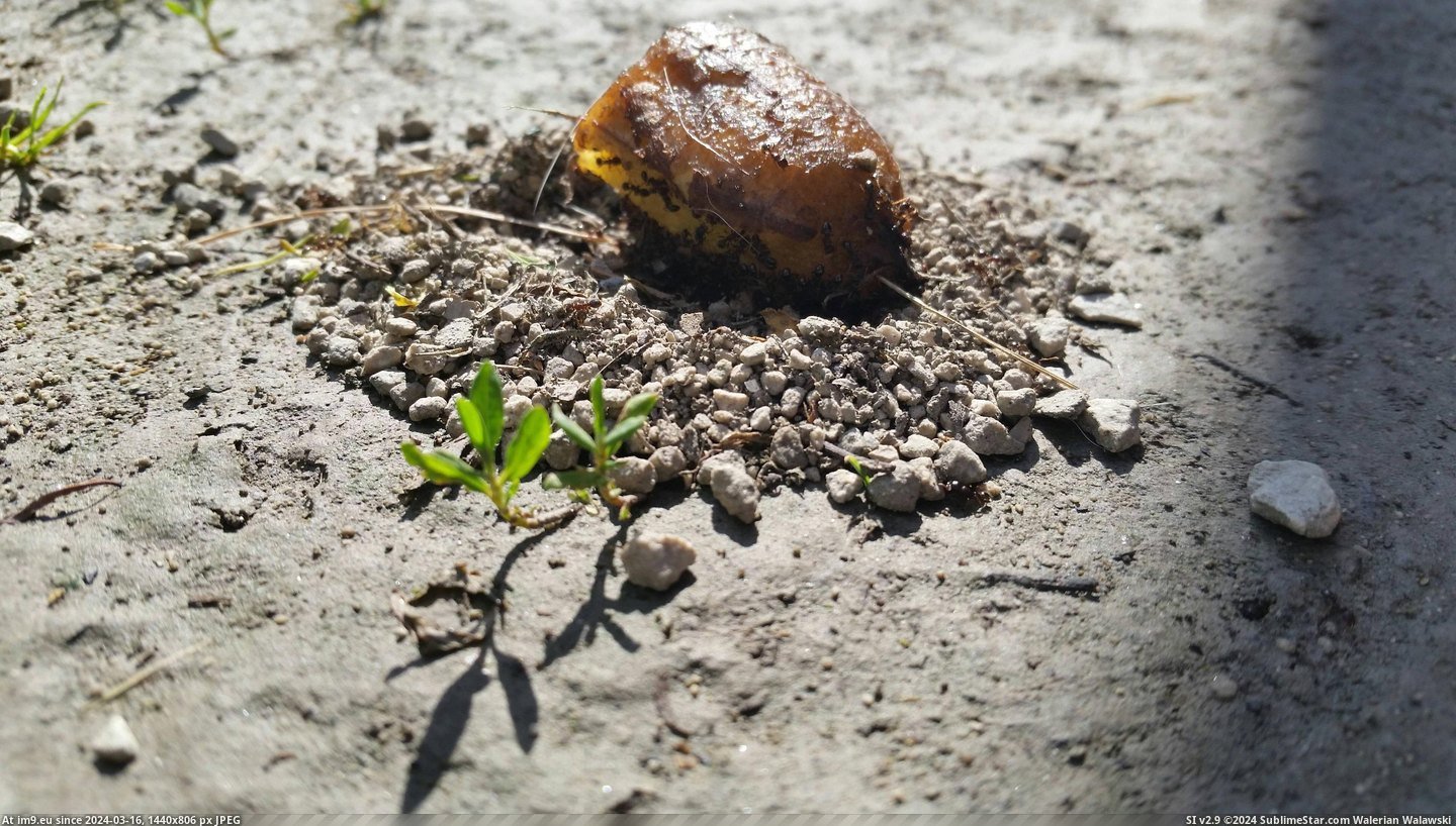 #Built #Wall #Hours #Ants #Chunk #Banana #Driveway #Threw [Mildlyinteresting] Threw chunk of banana down in driveway. Came back about 5 hours later to see the ants had built a wall of gr Pic. (Image of album My r/MILDLYINTERESTING favs))