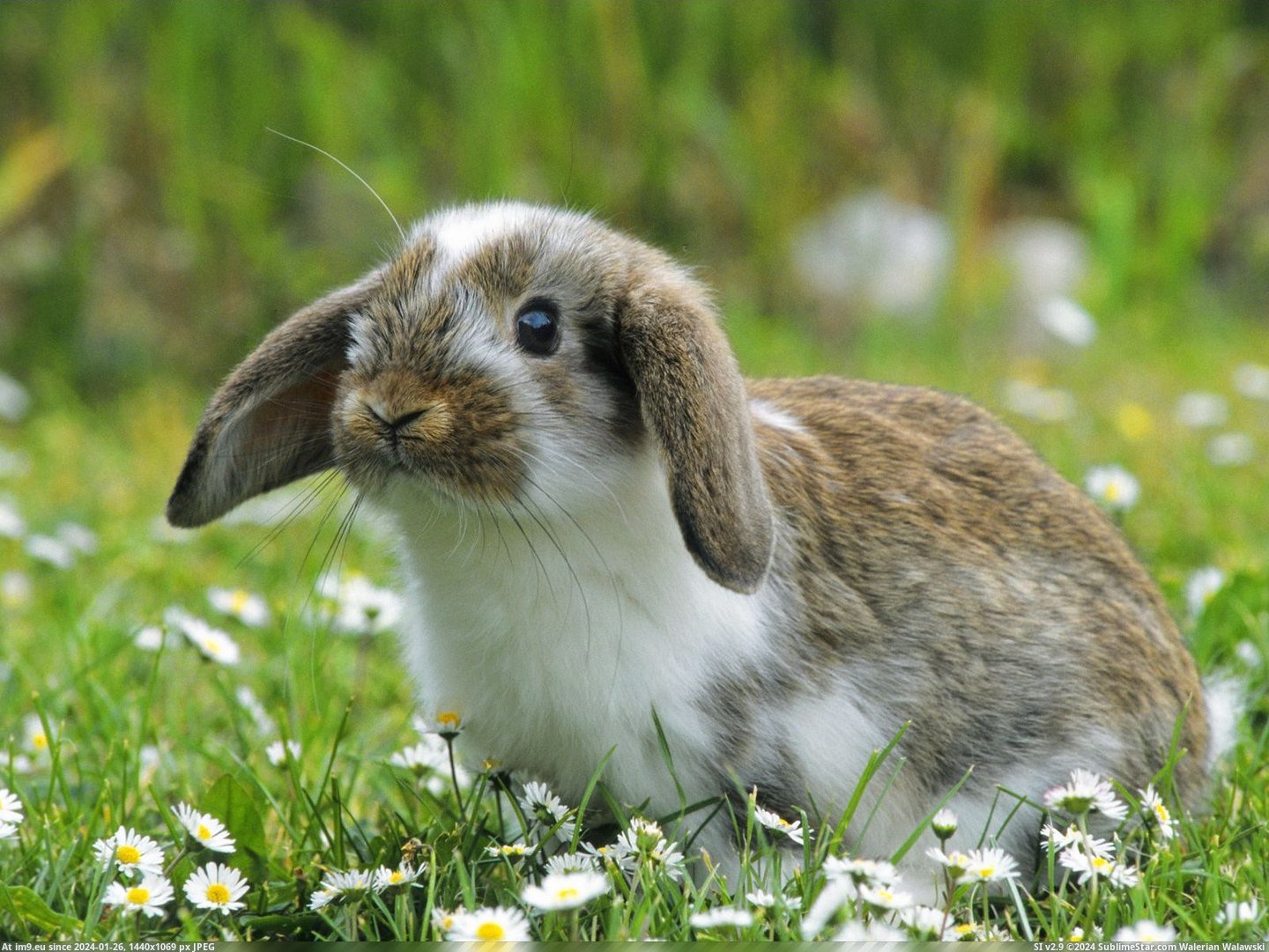 Mini Lop Rabbit (in Beautiful photos and wallpapers)