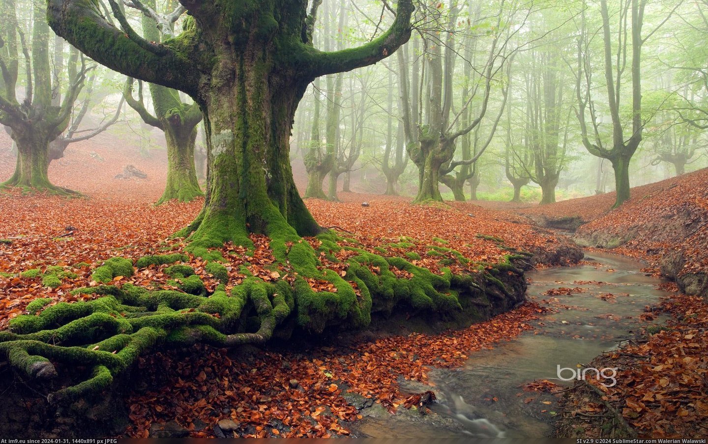 Moss-covered tree roots in Gorbea Natural Park, Basque Country, Spain (in Bing Photos November 2012)