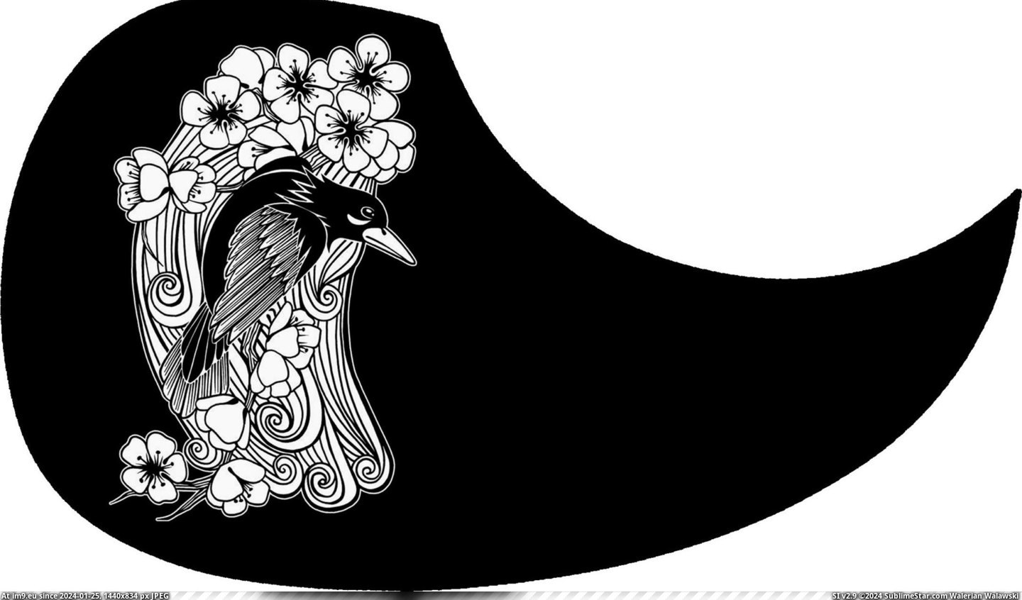 #Black #Bird #Guard #Pick Pick Guard - Black Bird Pic. (Image of album Custom Pickguard Art))