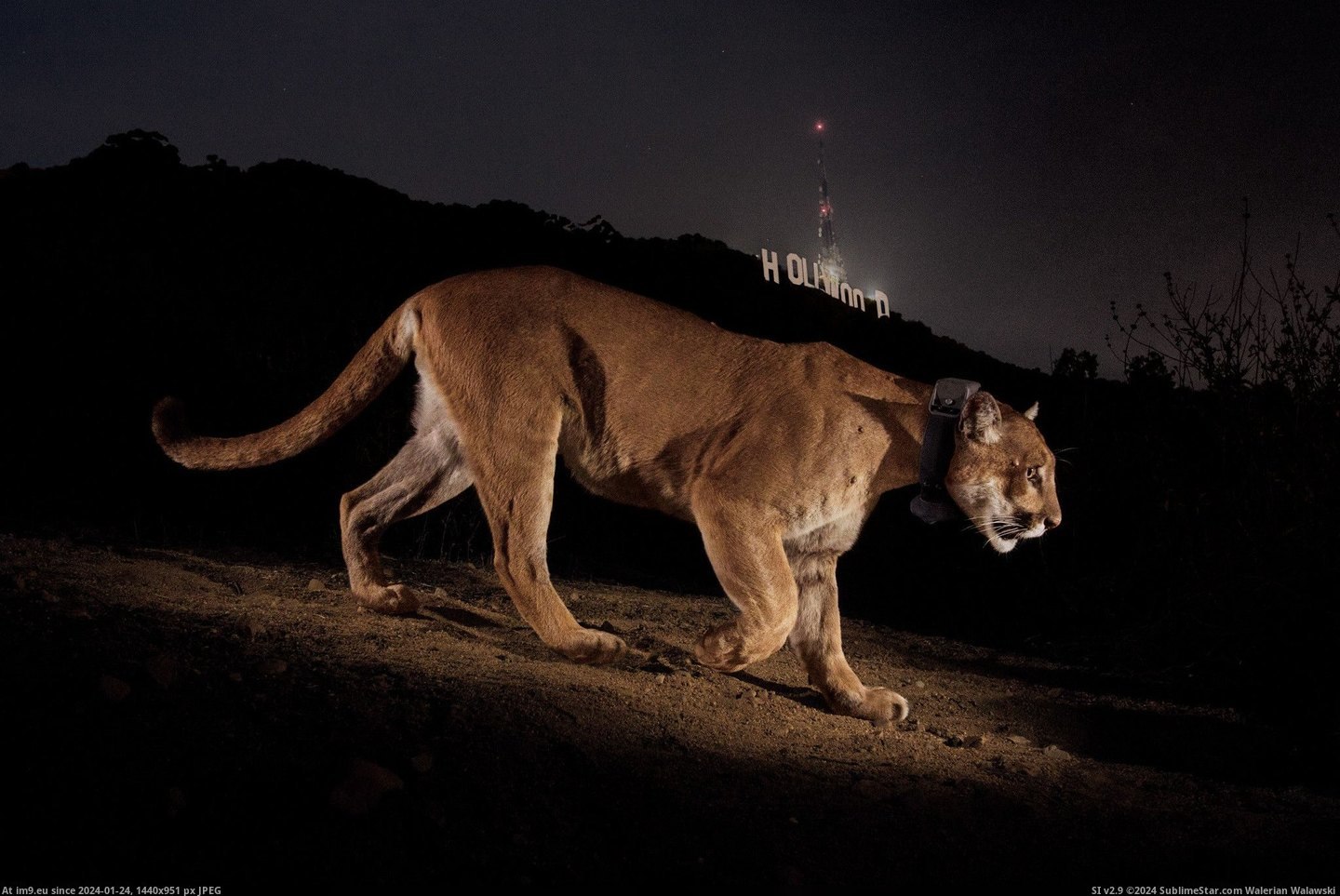 #Hollywood  #Cougar [Pics] A Cougar in Hollywood Pic. (Obraz z album My r/PICS favs))