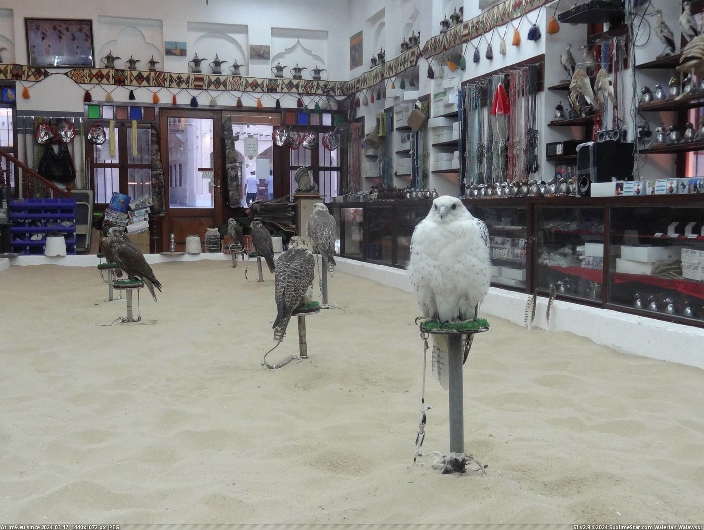 #Friend #Shop #Qatar #Doha #Visited #Falcon [Pics] A friend of mine visited a Falcon shop in Doha, Qatar. Pic. (Image of album My r/PICS favs))