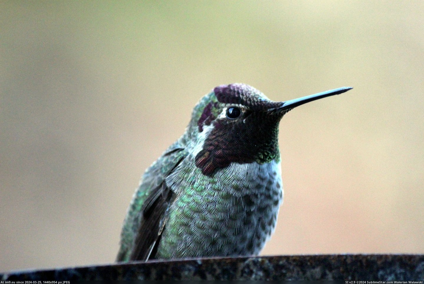 #Was #Morning #Showing #Changed #Angle #Hummingbird #Iridescent #Off #Head #Hood [Pics] A hummingbird showing off his iridescent hood this morning. The only thing that changed was the angle of his head. 2 Pic. (Bild von album My r/PICS favs))