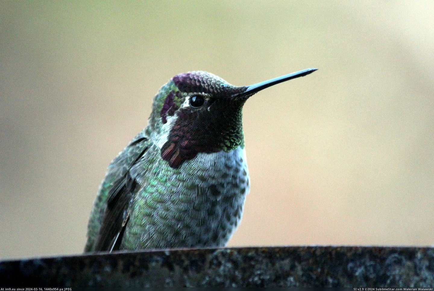 #Was #Morning #Showing #Changed #Angle #Hummingbird #Iridescent #Off #Head #Hood [Pics] A hummingbird showing off his iridescent hood this morning. The only thing that changed was the angle of his head. 4 Pic. (Изображение из альбом My r/PICS favs))