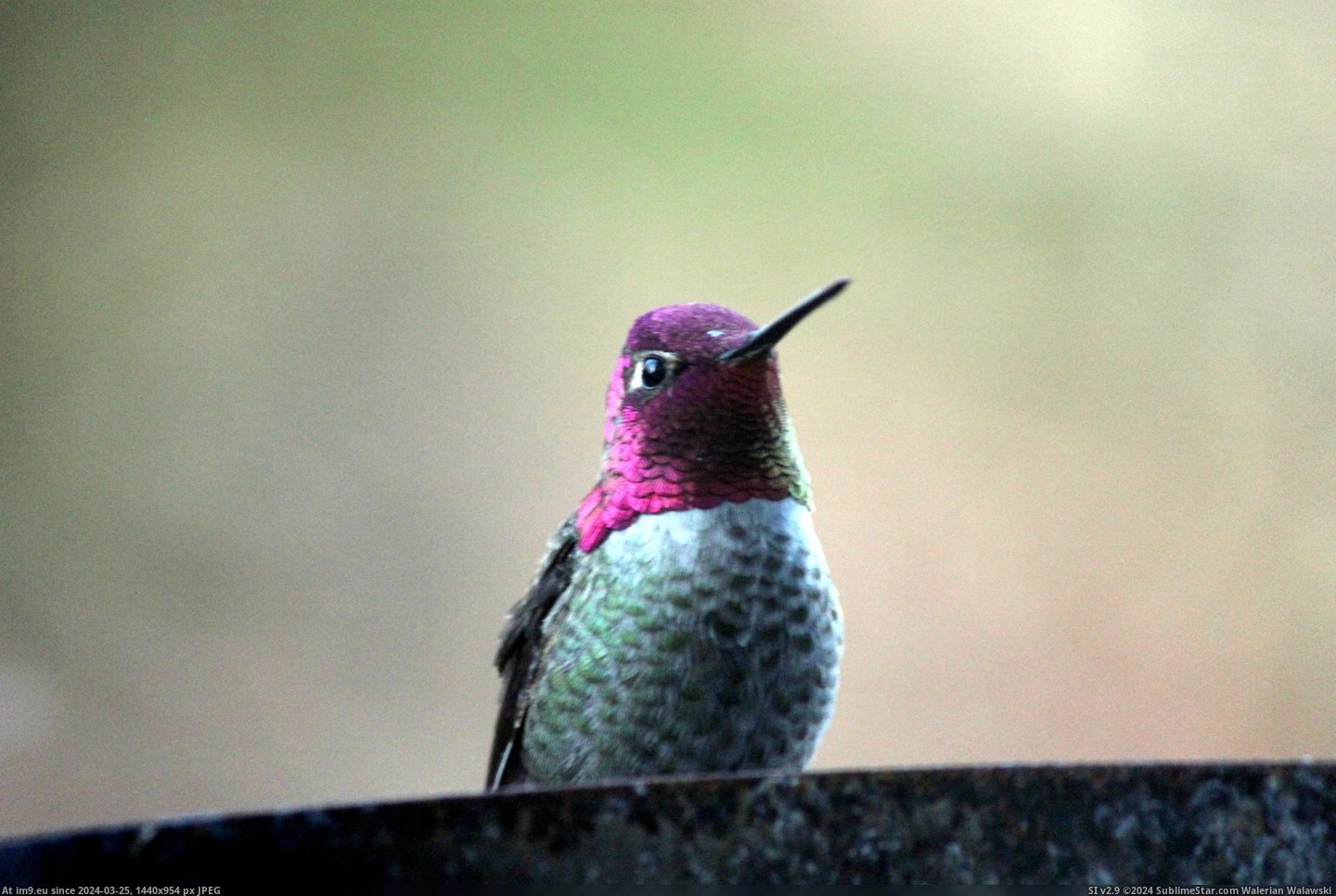 #Was #Morning #Showing #Changed #Angle #Hummingbird #Iridescent #Off #Head #Hood [Pics] A hummingbird showing off his iridescent hood this morning. The only thing that changed was the angle of his head. 5 Pic. (Изображение из альбом My r/PICS favs))