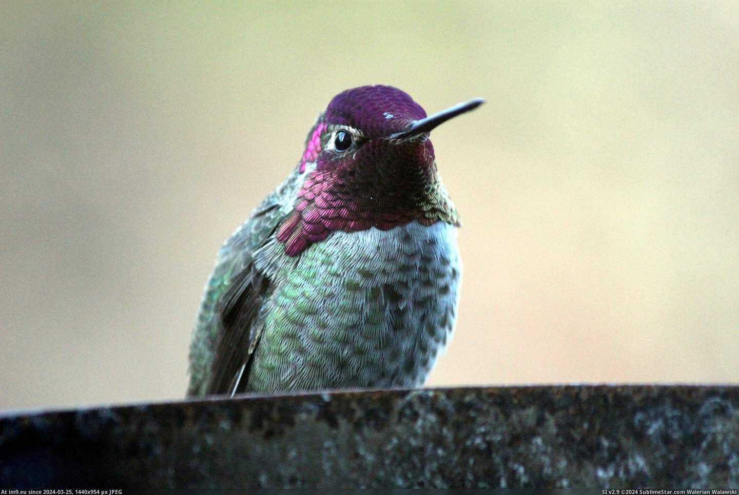 #Was #Morning #Showing #Changed #Angle #Hummingbird #Iridescent #Off #Head #Hood [Pics] A hummingbird showing off his iridescent hood this morning. The only thing that changed was the angle of his head. 7 Pic. (Image of album My r/PICS favs))