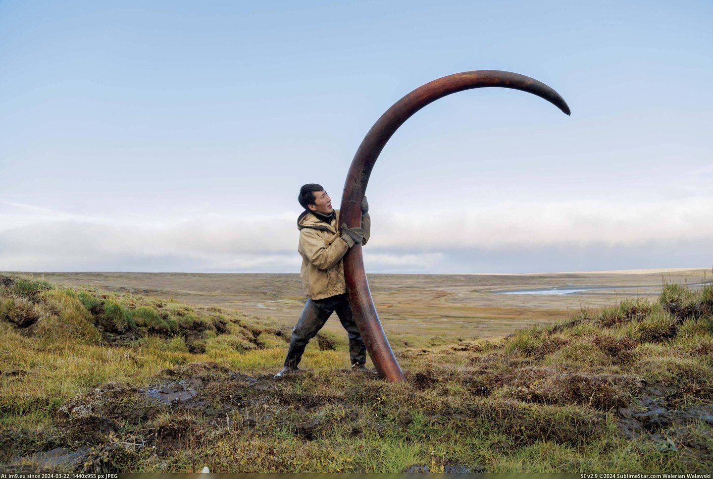 #Tusk #Siberian #Mammoth [Pics] A woolly mammoth's tusk is unearthed from a Siberian riverbed Pic. (Obraz z album My r/PICS favs))