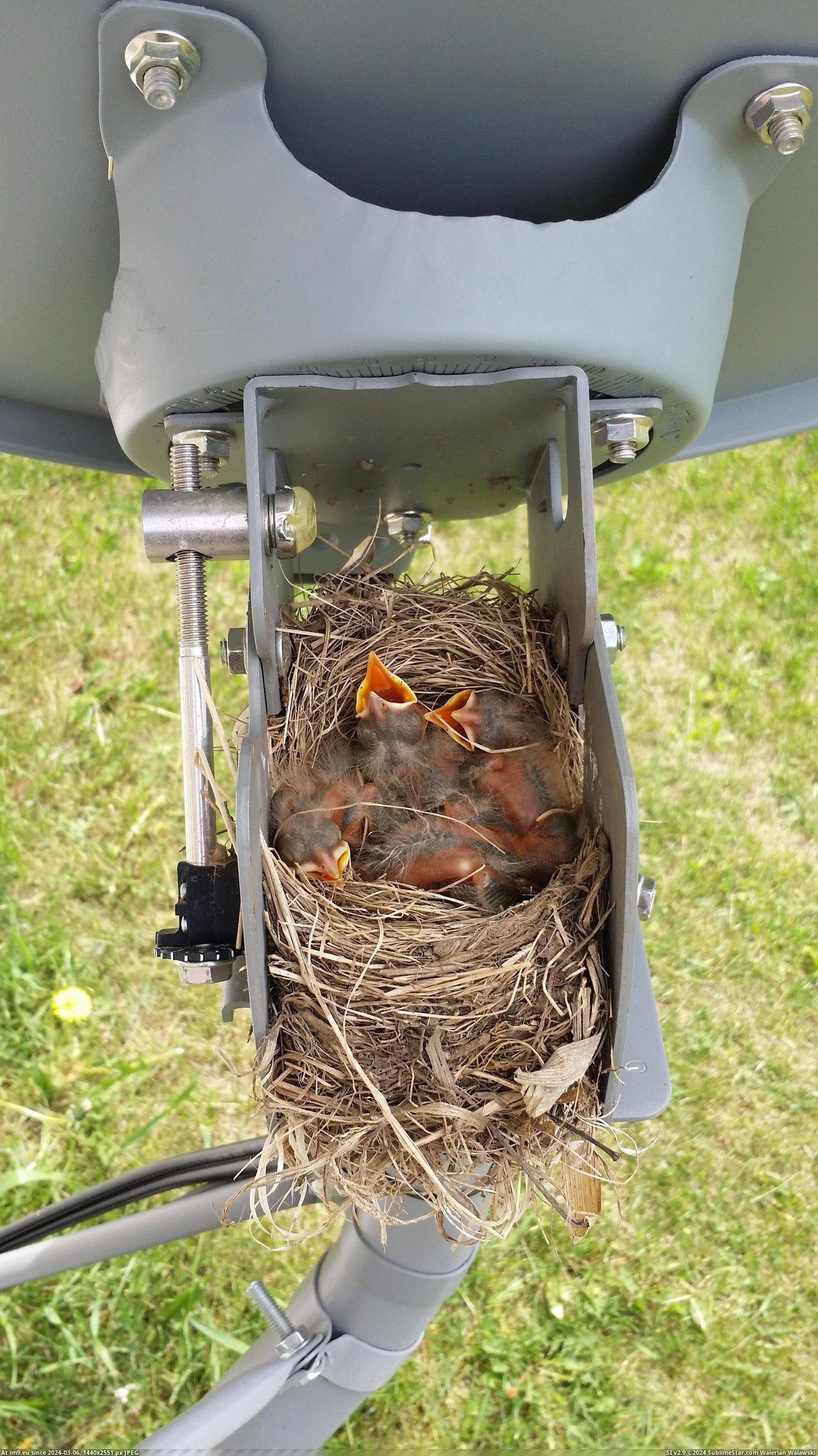 #Satellite #Robins #Hatched #Dish [Pics] All of the Satellite Dish Robins Have Hatched Pic. (Image of album My r/PICS favs))