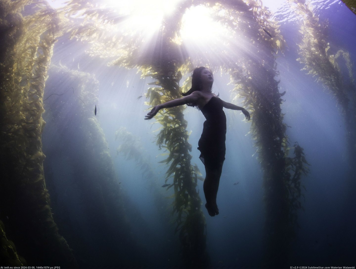 #You #Dress #Jump #Convinced #Kelp #Forest #Bought [Pics] Bought my gf a dress and convinced her to jump into the middle of a kelp forest. What do you think? Pic. (Изображение из альбом My r/PICS favs))