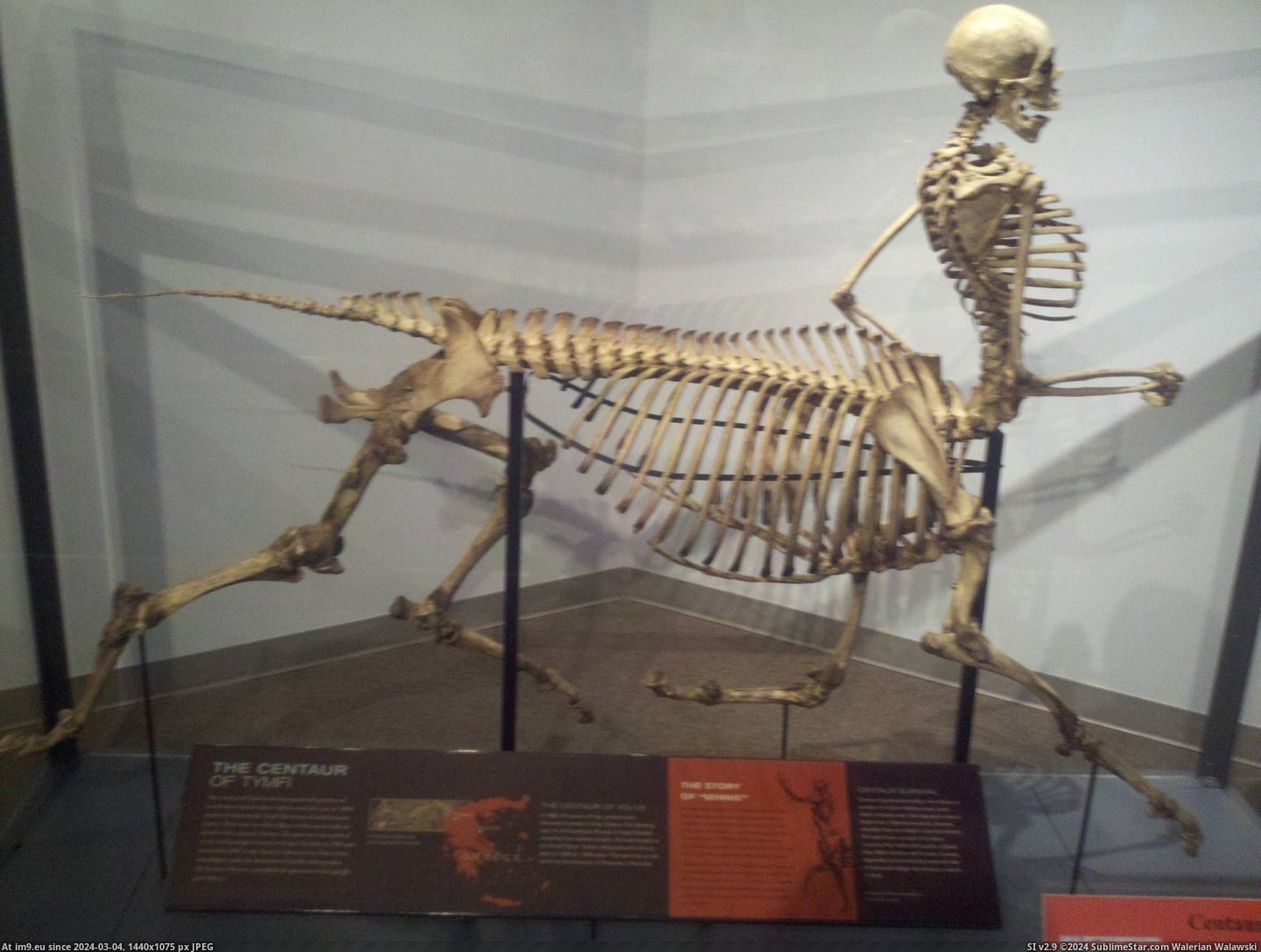 #Life #Museum #Skeleton #Centaur #Wild #Local [Pics] Centaur skeleton at my local wild life museum. Pic. (Obraz z album My r/PICS favs))