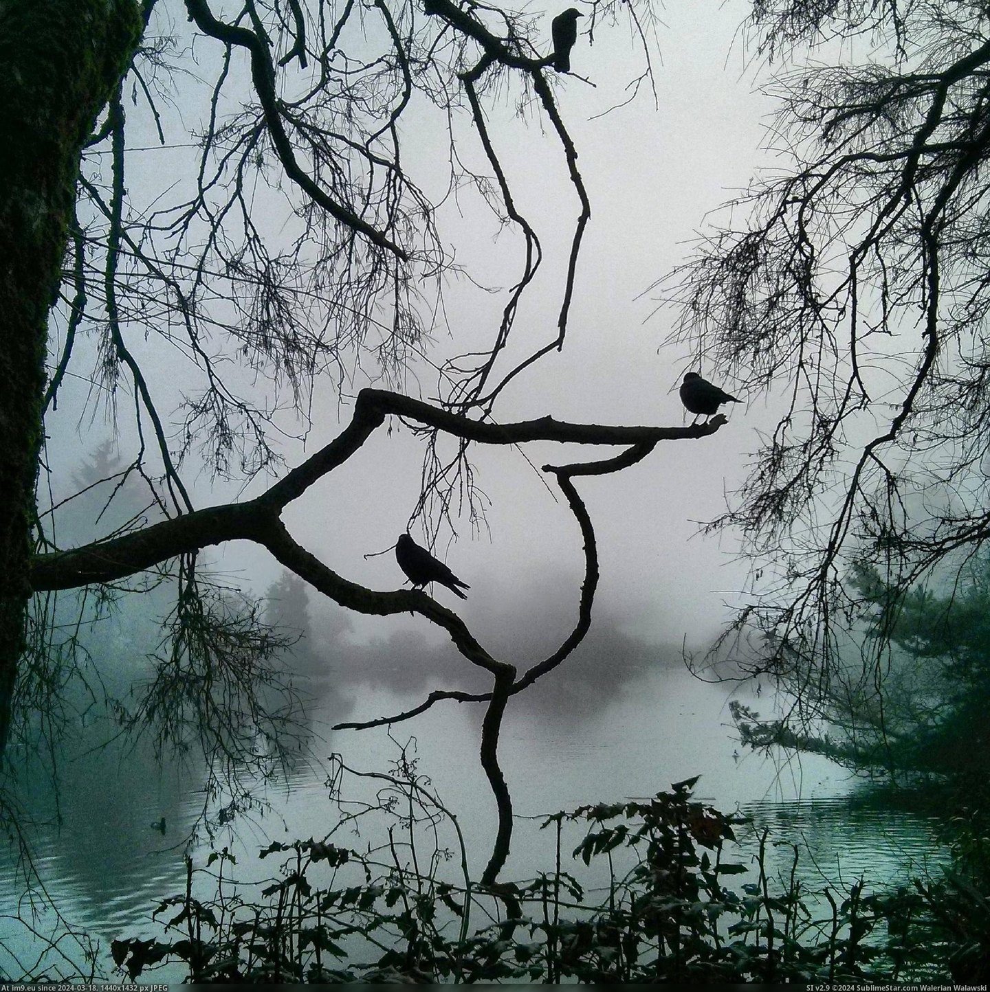 #Picture #Cool #Fog #Poem #Poe #Vancouver #Edgar #Allen [Pics] Cool fog picture from Vancouver, like being in an Edgar Allen Poe novel-poem Pic. (Obraz z album My r/PICS favs))