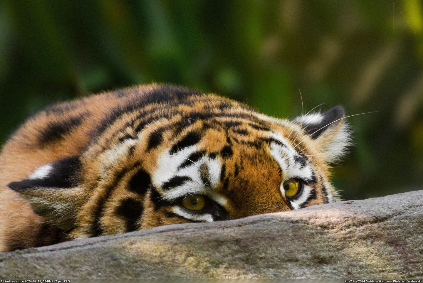 #Tiger  #Crouching [Pics] Crouching tiger... Pic. (Obraz z album My r/PICS favs))