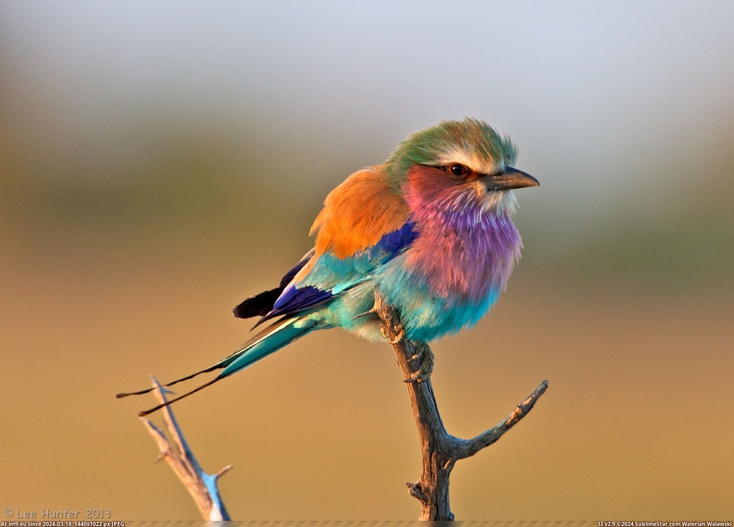 #Cute #Called #Lilac #Roller #Breasted [Pics] Cute little thing called the lilac-breasted roller. Pic. (Image of album My r/PICS favs))