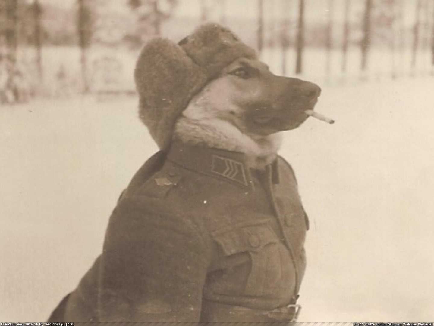 #World #Finnish #Sergeant #War [Pics] Finnish sergeant in second world war. Pic. (Obraz z album My r/PICS favs))