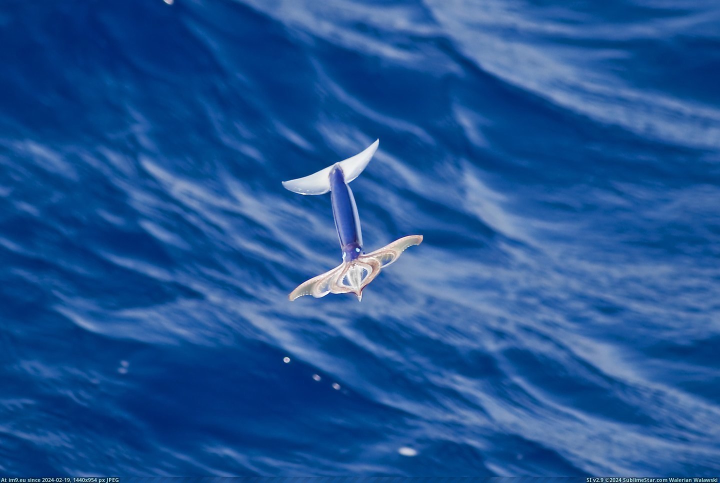 #Flying  #Squid [Pics] Flying Squid Pic. (Image of album My r/PICS favs))