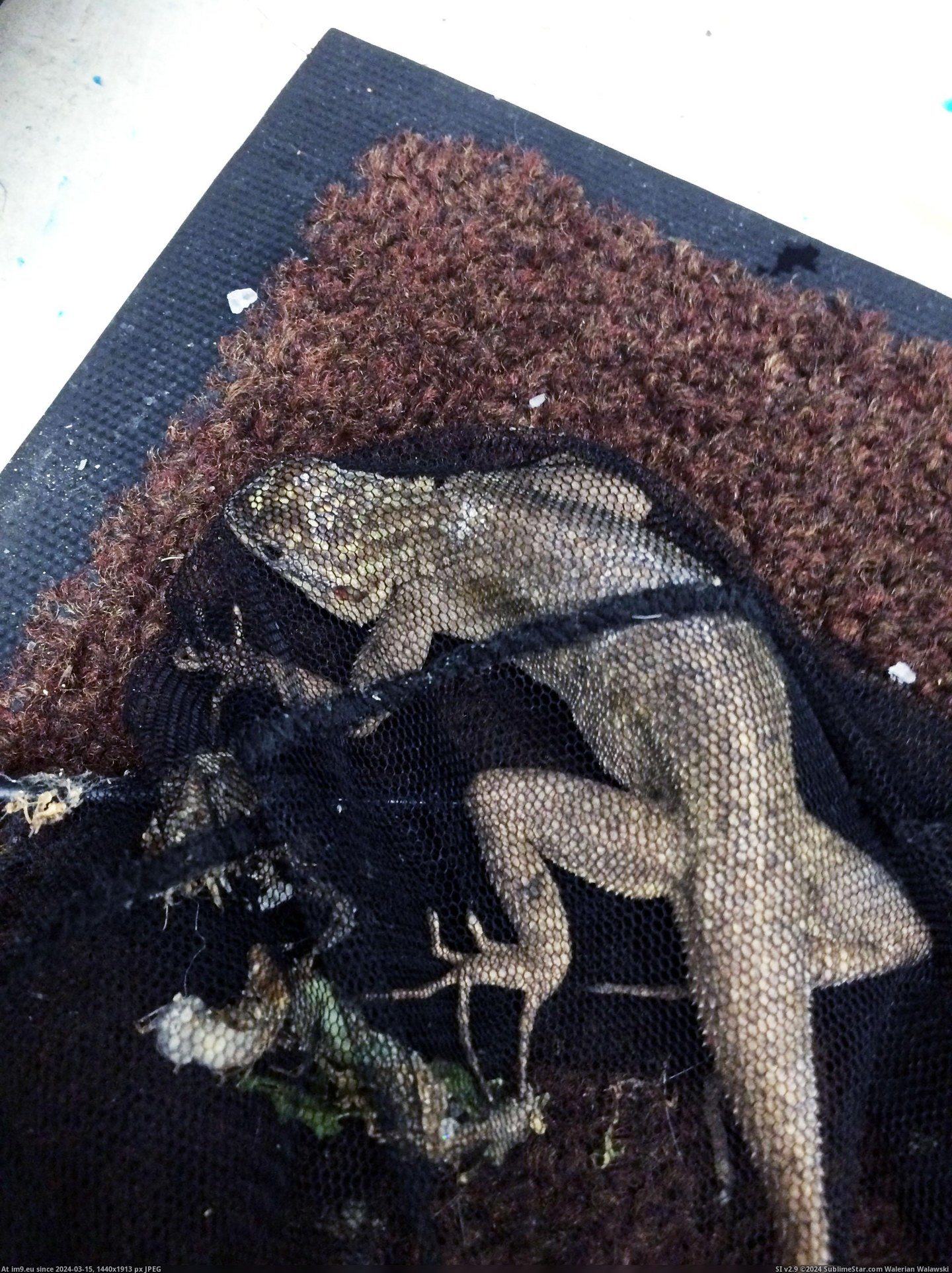 [Pics] For the past year, no one has ever believed me that there was a lizard loose in the pet shop I work at. They named him Bi (in My r/PICS favs)