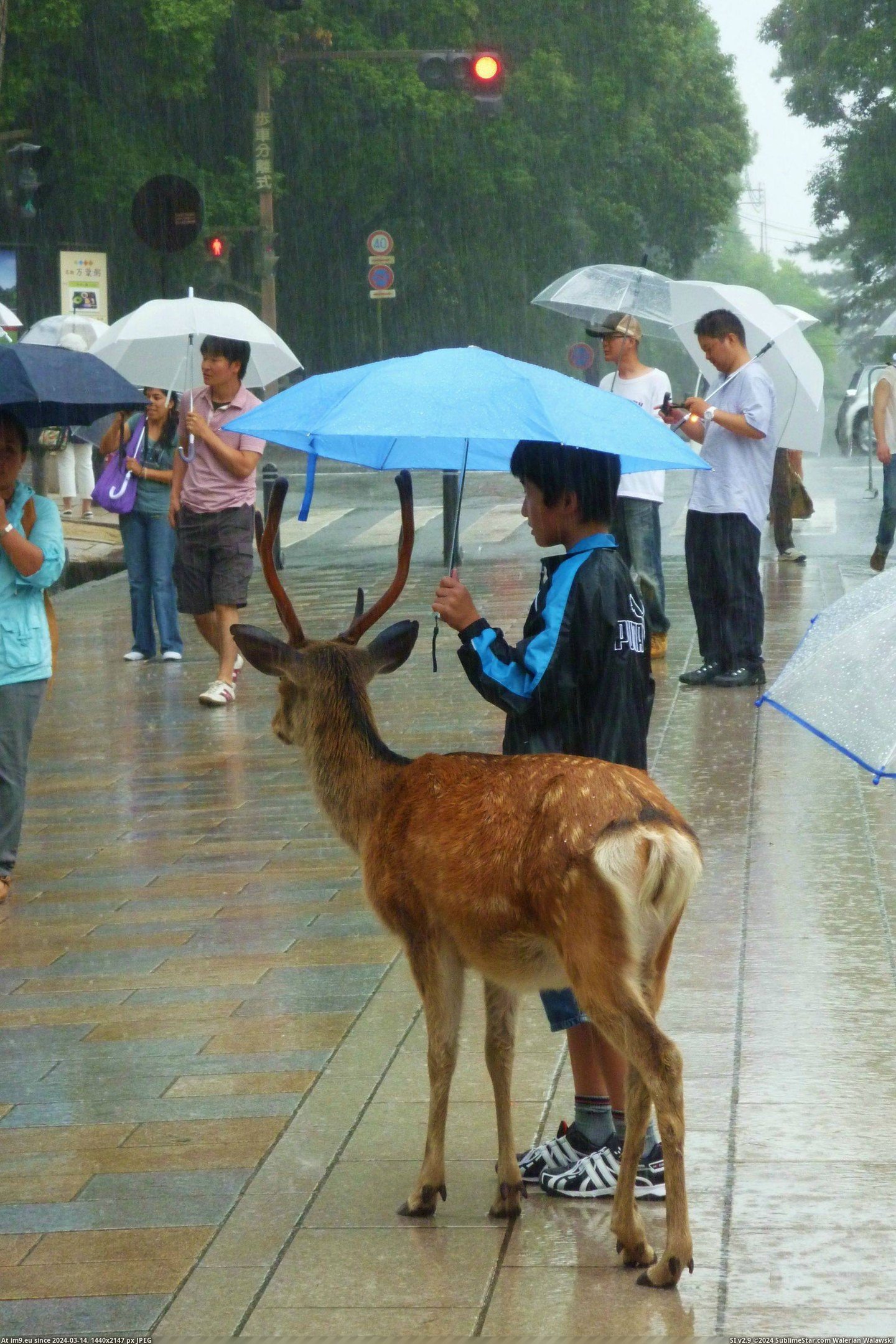 #Park #Japan #Shelter #Nara #Giving #Rain [Pics] Giving shelter in the rain - Nara Park, Japan. Pic. (Obraz z album My r/PICS favs))