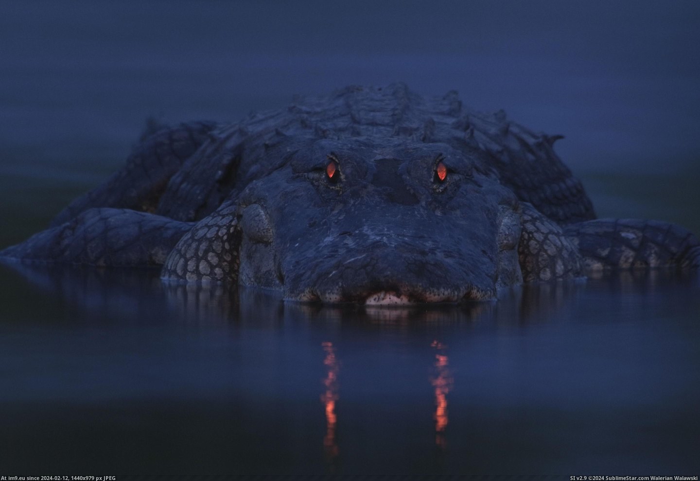 #Eyes #Alligator #Glowing #Dusk [Pics] Glowing eyes of an alligator at dusk Pic. (Bild von album My r/PICS favs))