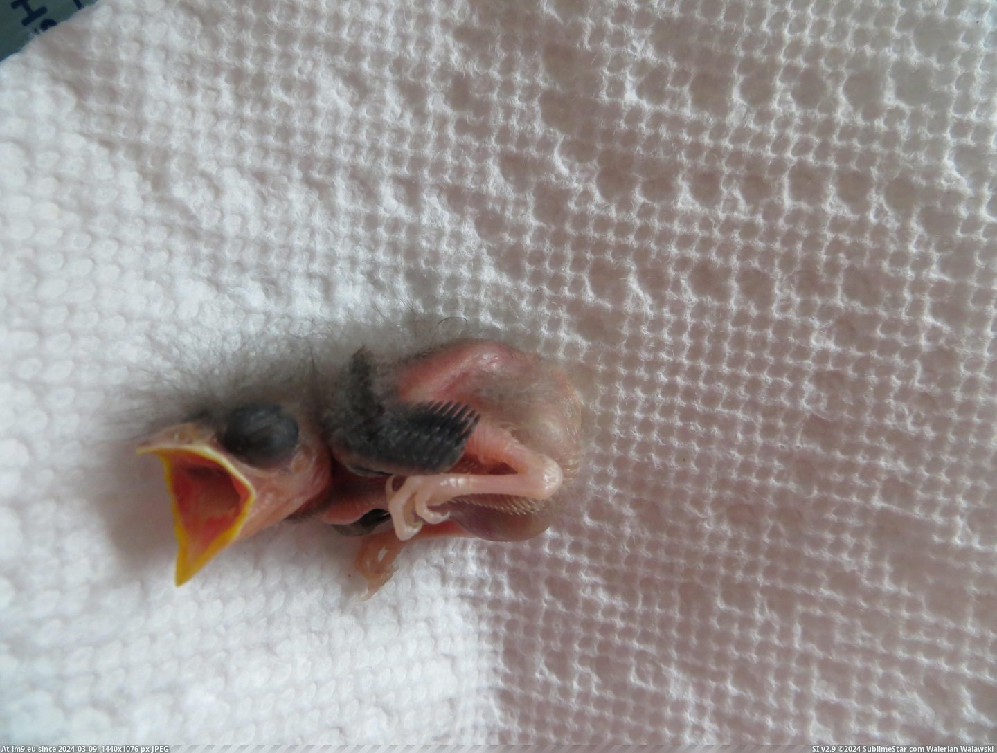 #Baby #Songbird #Raising #Hand [Pics] Hand Raising a Baby Songbird (X-post -r-aww) 1 Pic. (Image of album My r/PICS favs))