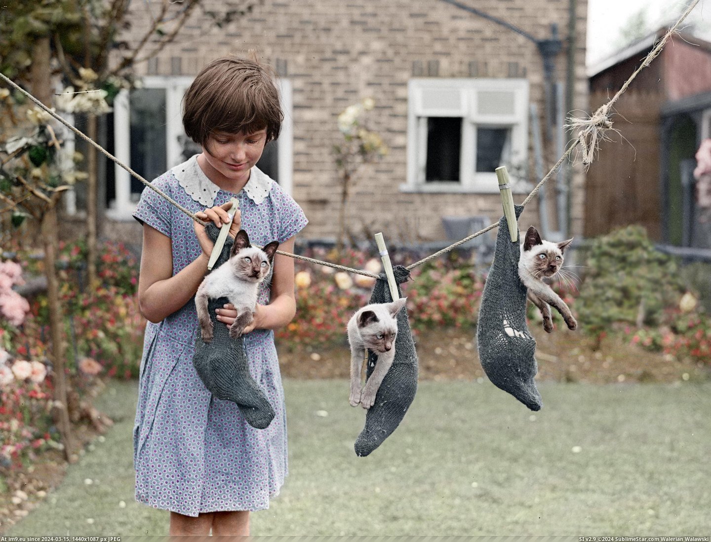 #Image #Kittens #Colorized #Girl [Pics] I Colorized an image taken in 1931 of a girl and her kittens Pic. (Image of album My r/PICS favs))