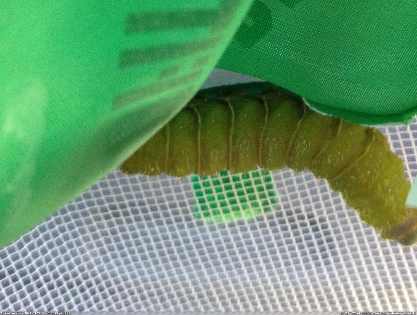 #Was #Room #Fall #Caterpillar #Pupated #Turns #Luna #Moth [Pics] I found a caterpillar last fall, and it pupated in my room. Turns out it was a luna moth! 3 Pic. (Obraz z album My r/PICS favs))