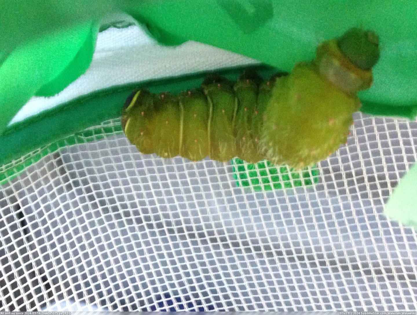 #Was #Room #Fall #Caterpillar #Pupated #Turns #Luna #Moth [Pics] I found a caterpillar last fall, and it pupated in my room. Turns out it was a luna moth! 4 Pic. (Bild von album My r/PICS favs))