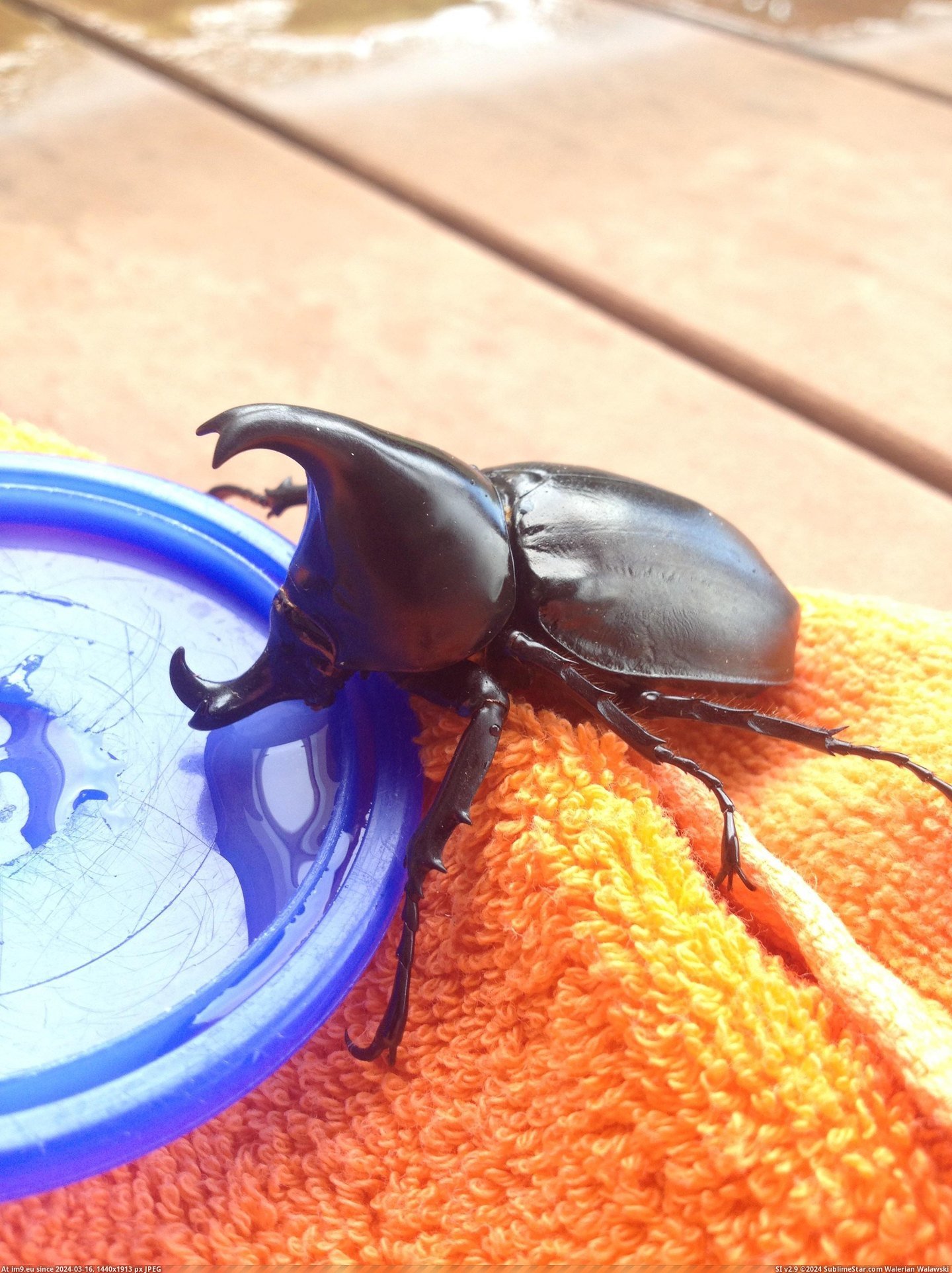 #Water #Live #Sugar #Beetle #Offering #Australia #Peace [Pics] I live in Australia. Today this beetle hissed at me so i got it some sugar water as a peace offering. Pic. (Image of album My r/PICS favs))