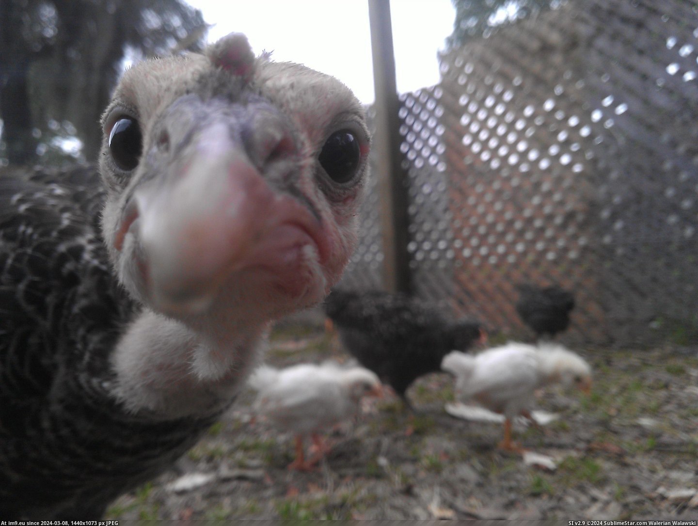 #Was #Turkey #Chickens #Suddenly [Pics] I was trying to take a pic of my chickens when suddenly....TURKEY Pic. (Image of album My r/PICS favs))