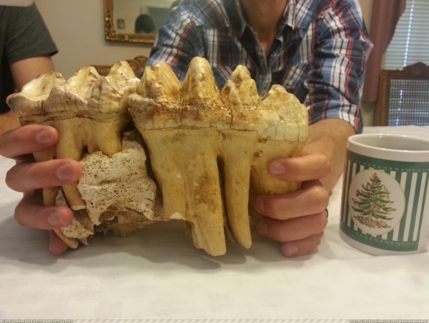 #Scale #Coffee #Cup #Cave #Teeth #Arkansas #Mastodon #Northern #Grandpa #Pair [Pics] In 1964 my grandpa found a pair of mastodon teeth in a cave in northern Arkansas- the coffee cup is for scale. Pic. (Obraz z album My r/PICS favs))