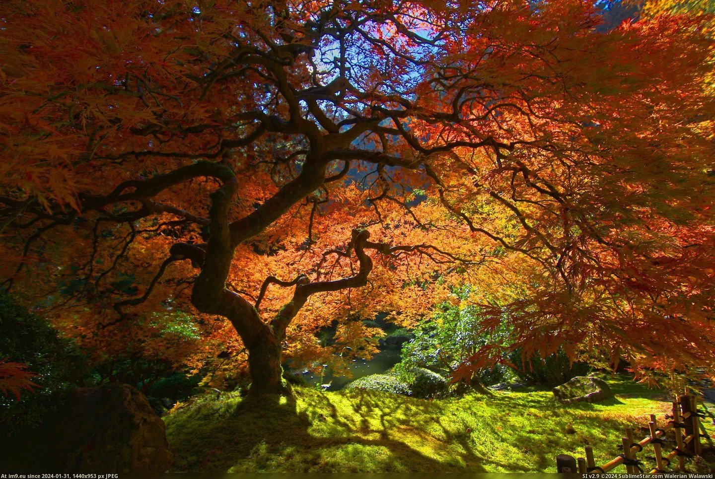 #Japanese #Maple #Portland [Pics] Japanese Maple in Portland Pic. (Bild von album My r/PICS favs))
