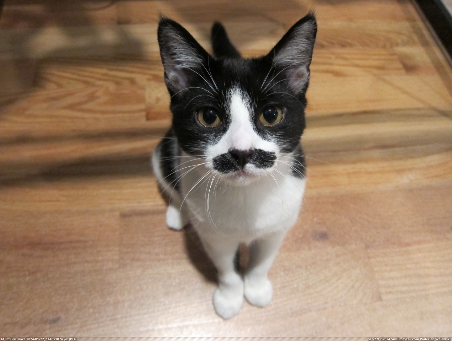 #Cats #But #Working #Lopsided #Mustaches #Class #Fancy #Randy [Pics] Lately, I've been seeing cats with fancy mustaches on here. But what about the working class cats, with lopsided, Randy M Pic. (Bild von album My r/PICS favs))