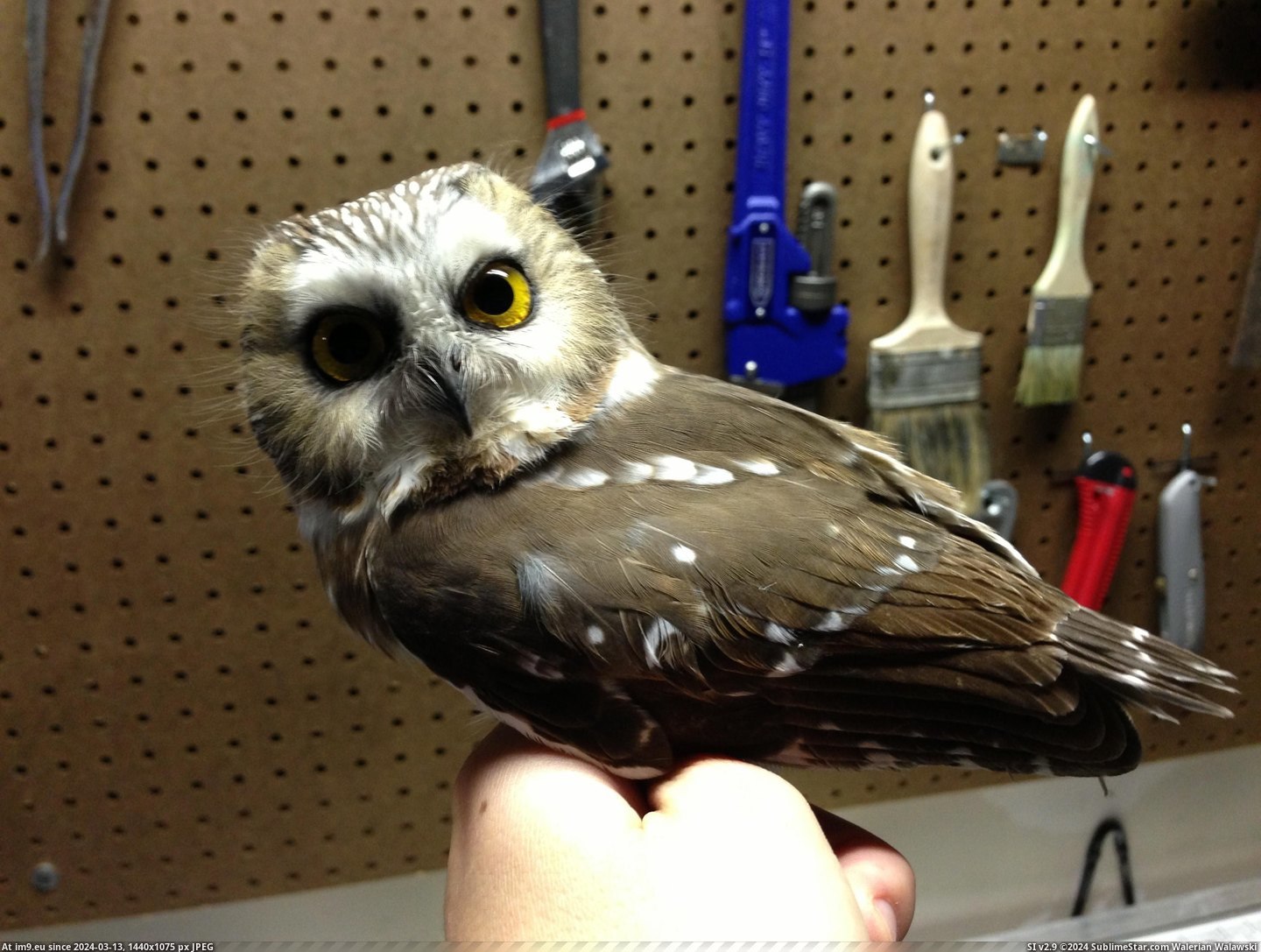 #Photos #Owls #Research #Tiny [Pics] More photos of my research on tiny owls! 16 Pic. (Image of album My r/PICS favs))