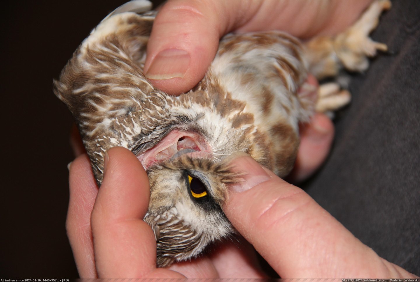 #Photos #Owls #Research #Tiny [Pics] More photos of my research on tiny owls! 17 Pic. (Image of album My r/PICS favs))