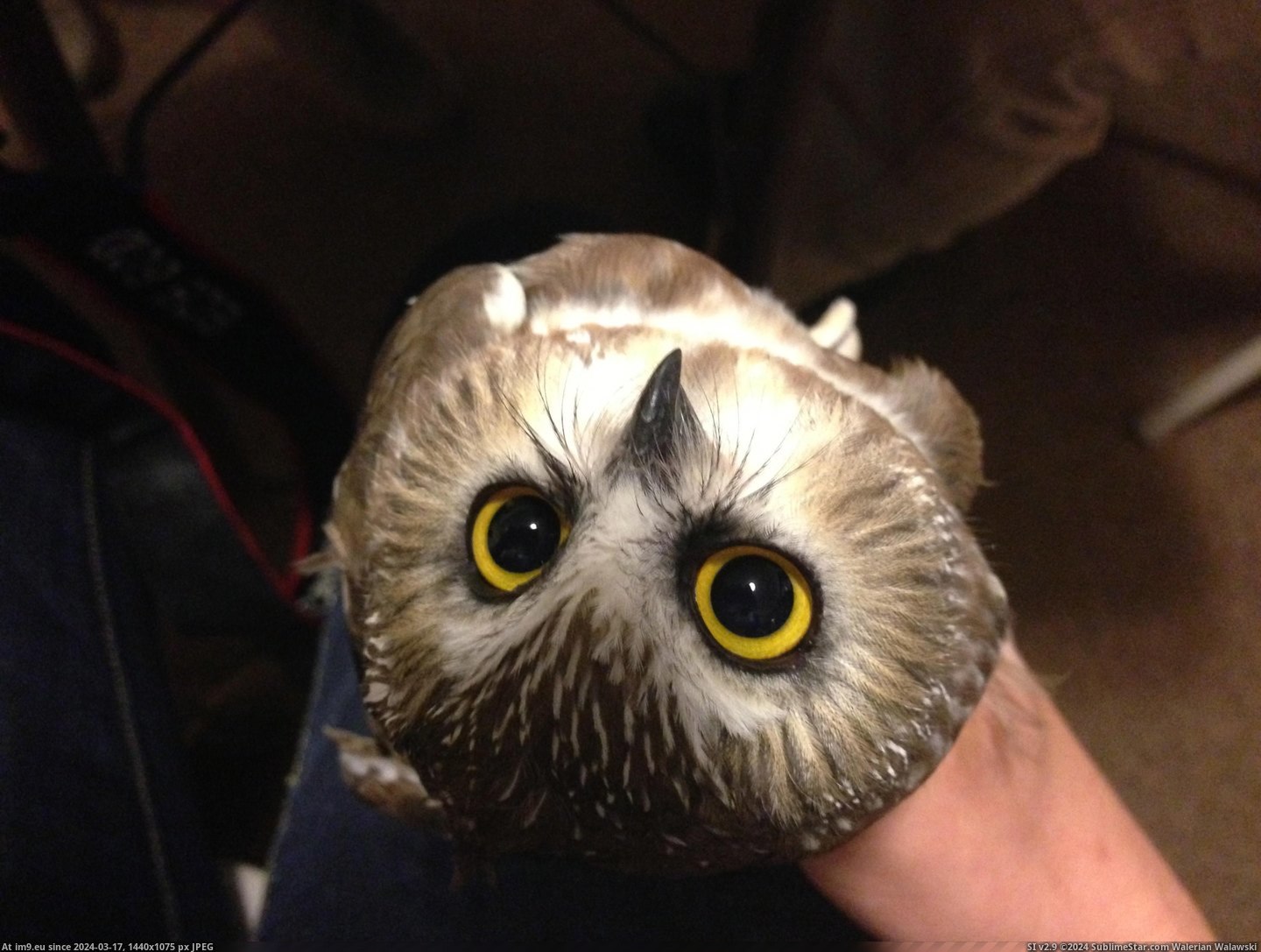#Photos #Owls #Research #Tiny [Pics] More photos of my research on tiny owls! 2 Pic. (Image of album My r/PICS favs))