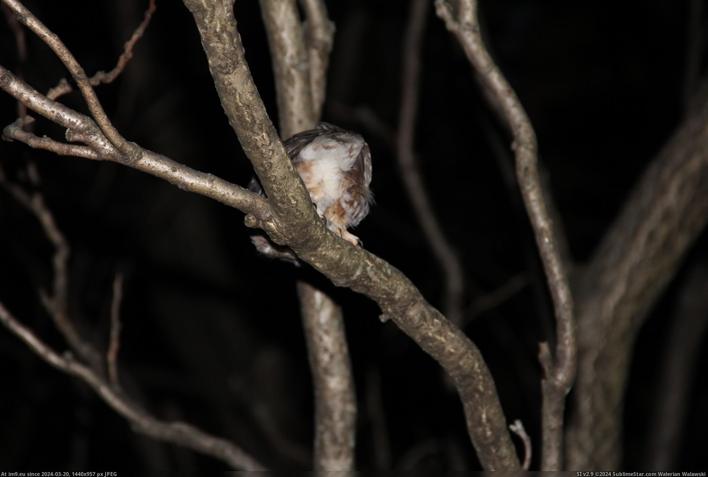 #Photos #Owls #Research #Tiny [Pics] More photos of my research on tiny owls! 21 Pic. (Bild von album My r/PICS favs))